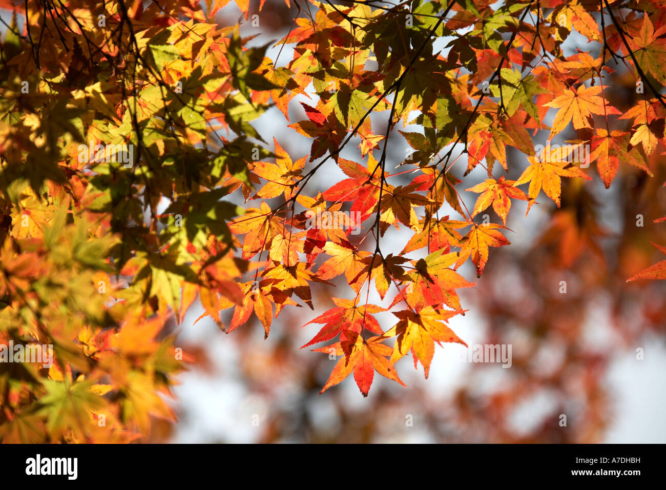 Red and gold autumn maple tree leaves in Ryoanji Temple city of Kyoto Japan Asia Stock Photo