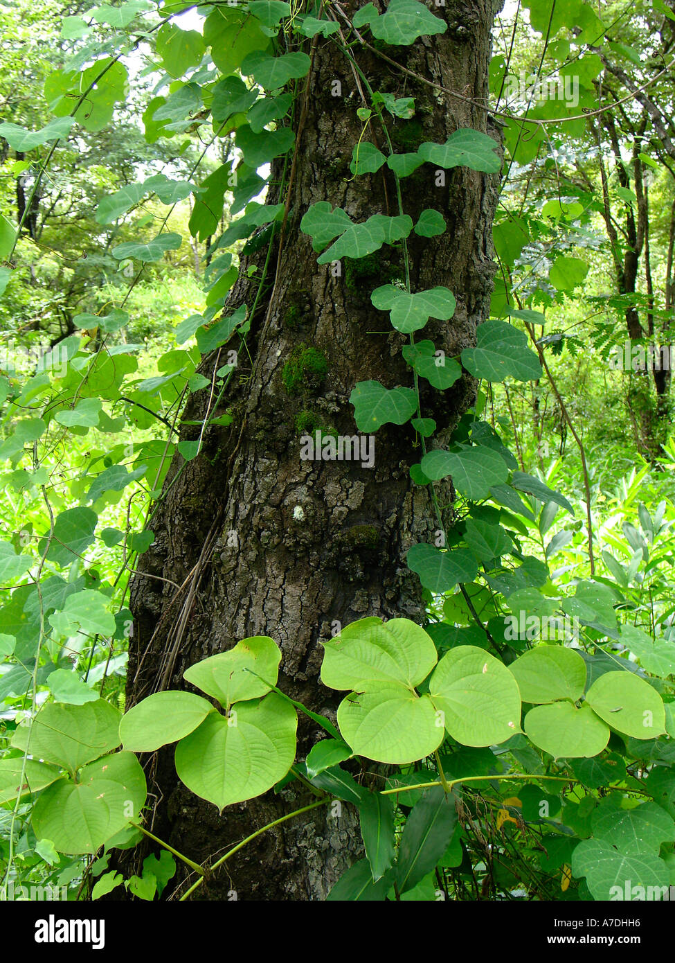 Lush green climbing vegetation of Miombo woodlands ecoregion, Copperbelt province of Zambia Stock Photo