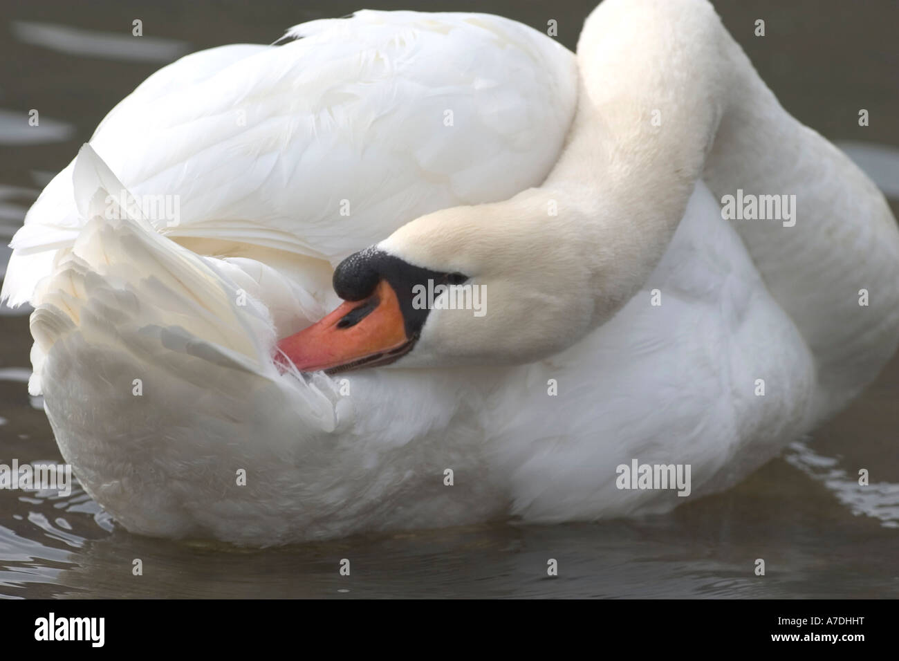 Hoeckerschwan Cygnus olor Mute swan Europe Europa Stock Photo