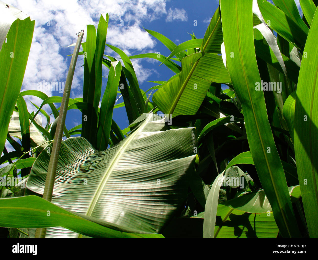 Green field of maize and banana plants at allotment in Zambia Stock Photo Alamy