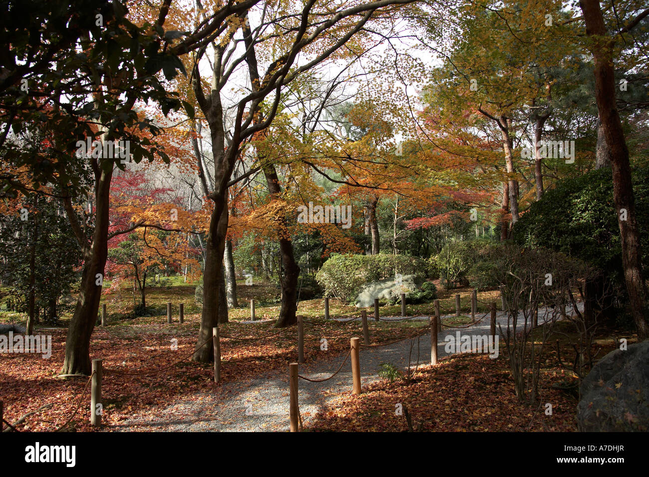 Red and gold autumn maple tree leaves in Ryoanji Temple city of Kyoto Japan Asia Stock Photo