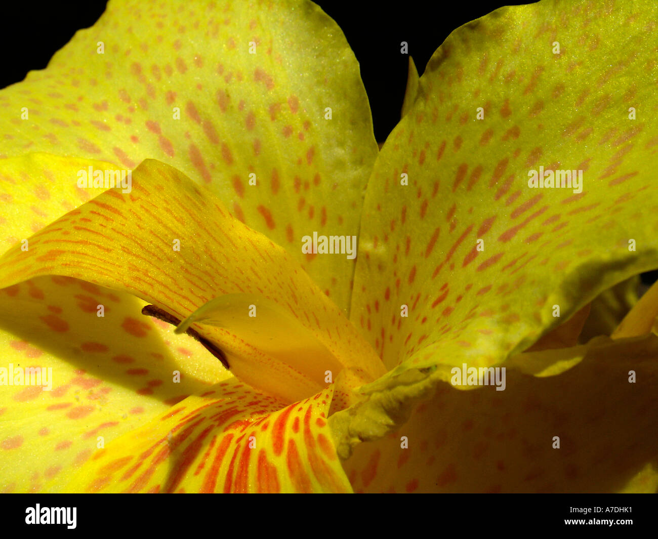 Close-up view of beautiful fresh yellow with orange spots tropical flower Stock Photo