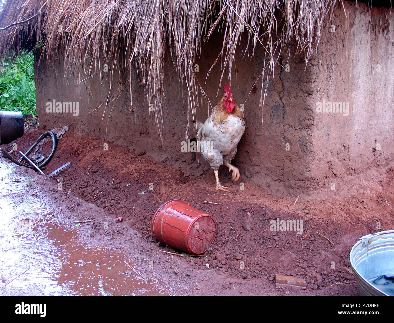 Domestic rooster hiding from rain under the traditional thatched roof