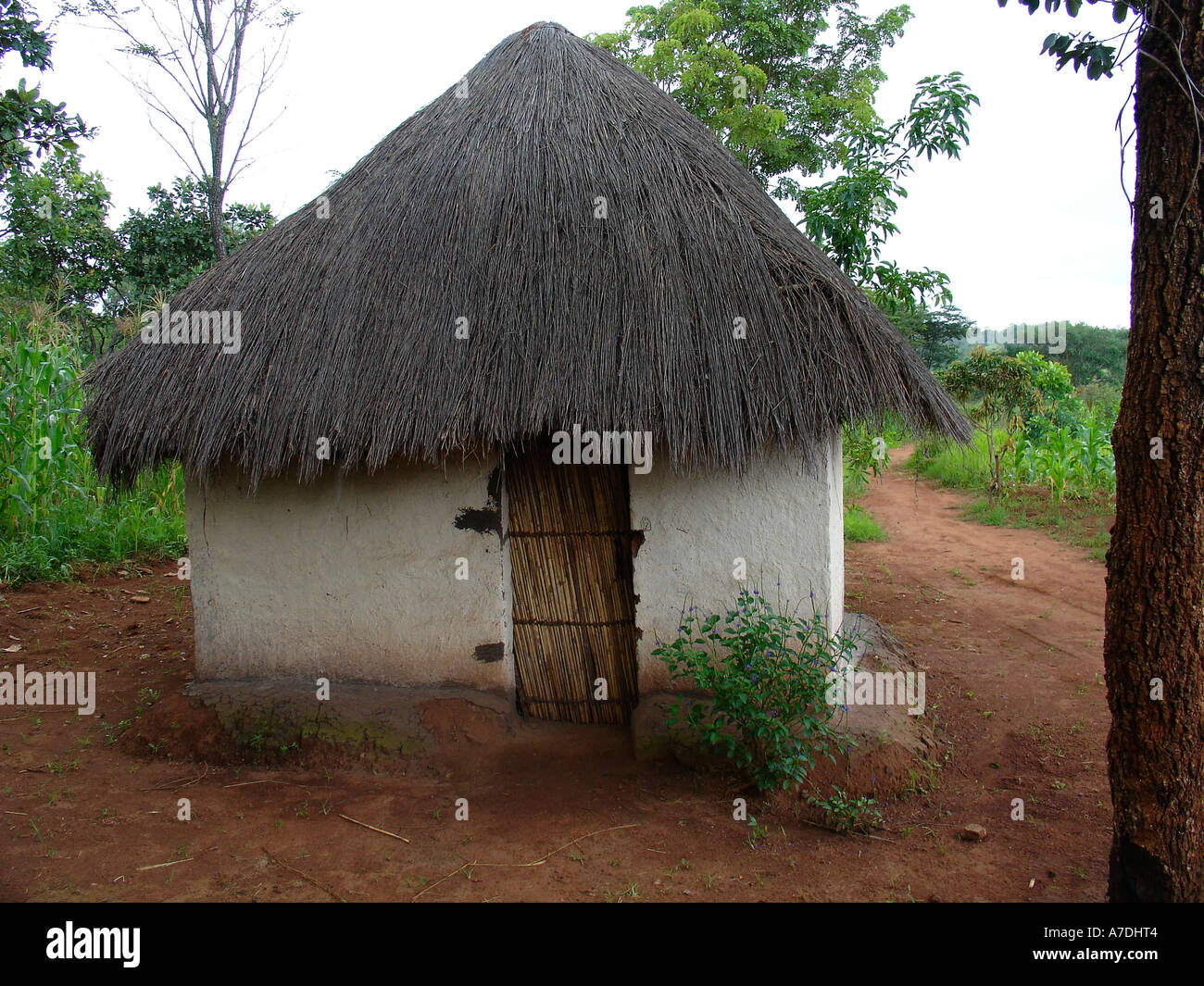 Traditional simple thatched roof village house in rural area of