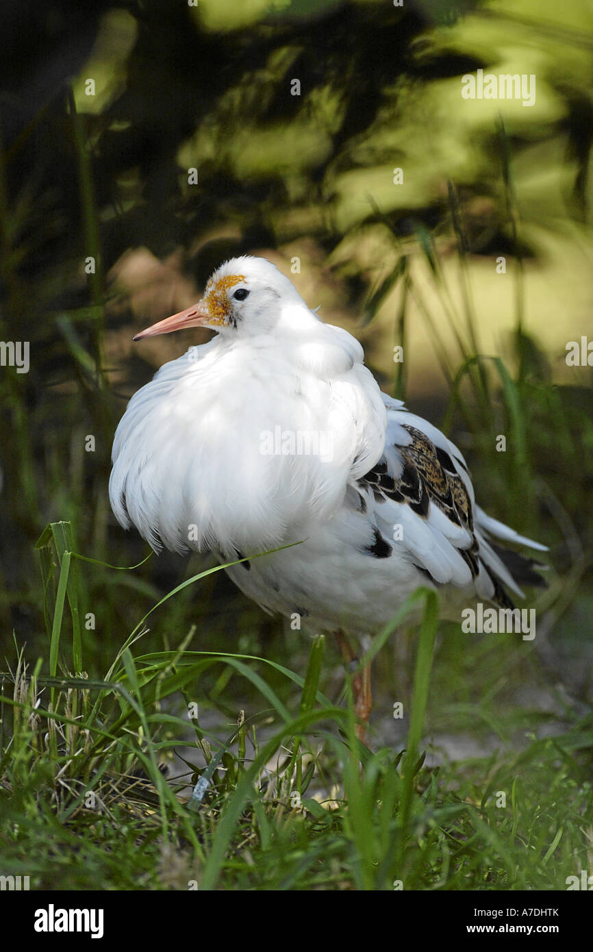 Kampflaeufer Philomachus pugnax Ruff Europe Europa Stock Photo - Alamy