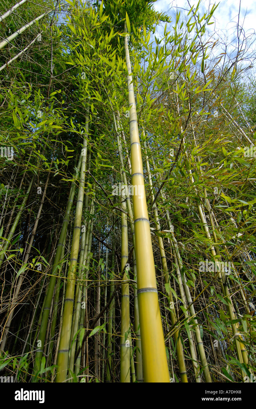Bamboo Trees are grown and harvested for sale for a variety of products Stock Photo