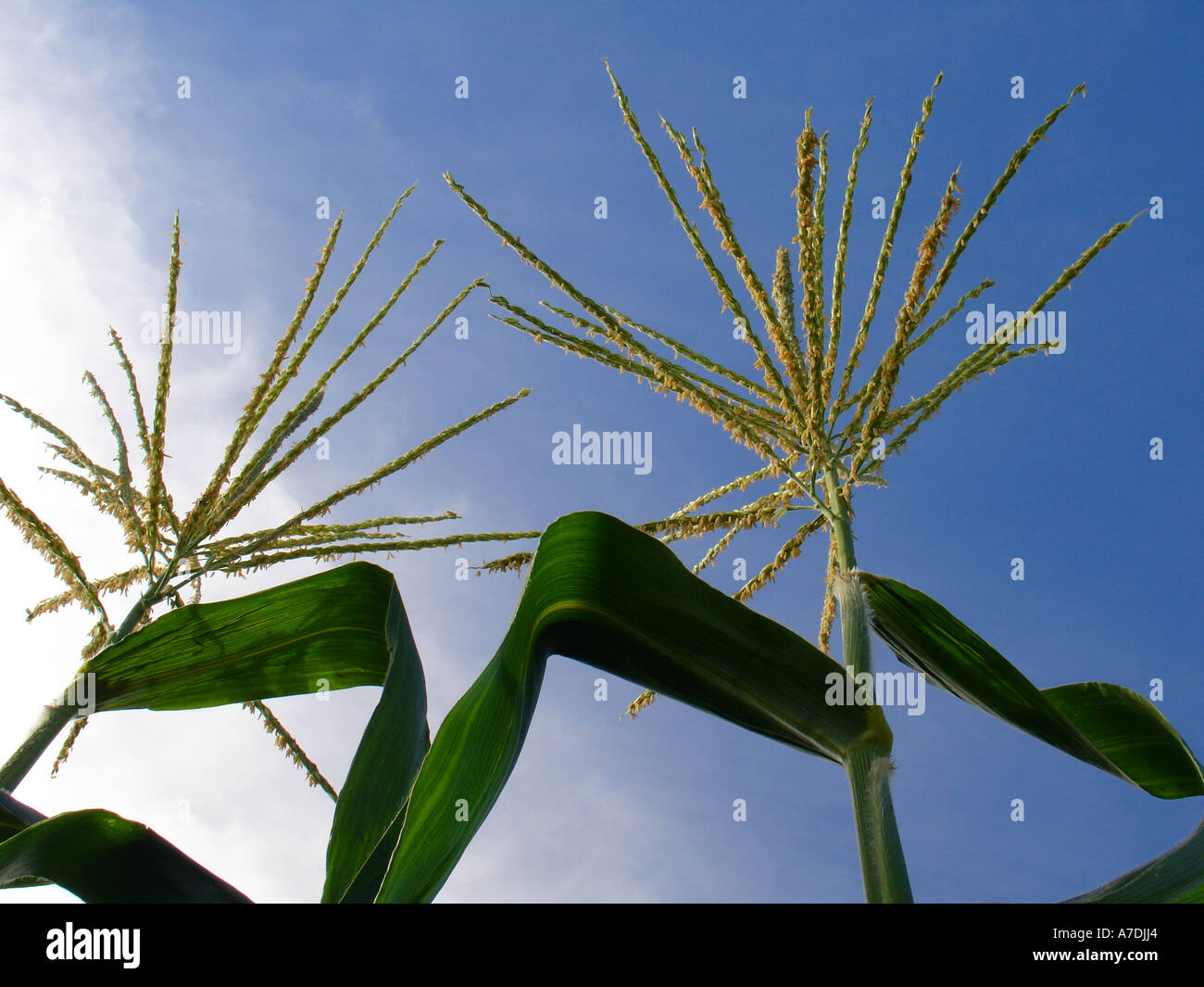 Two corn (maize) plant tassel male flowers with pollen reaching blue sky in a farm field in