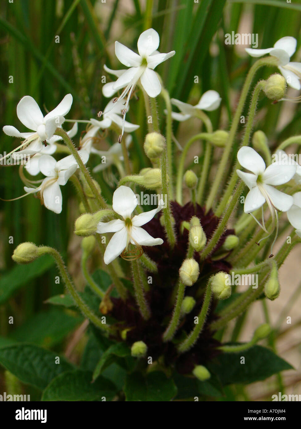 Amazing pretty wild white flower in green lush fields of Miombo ...
