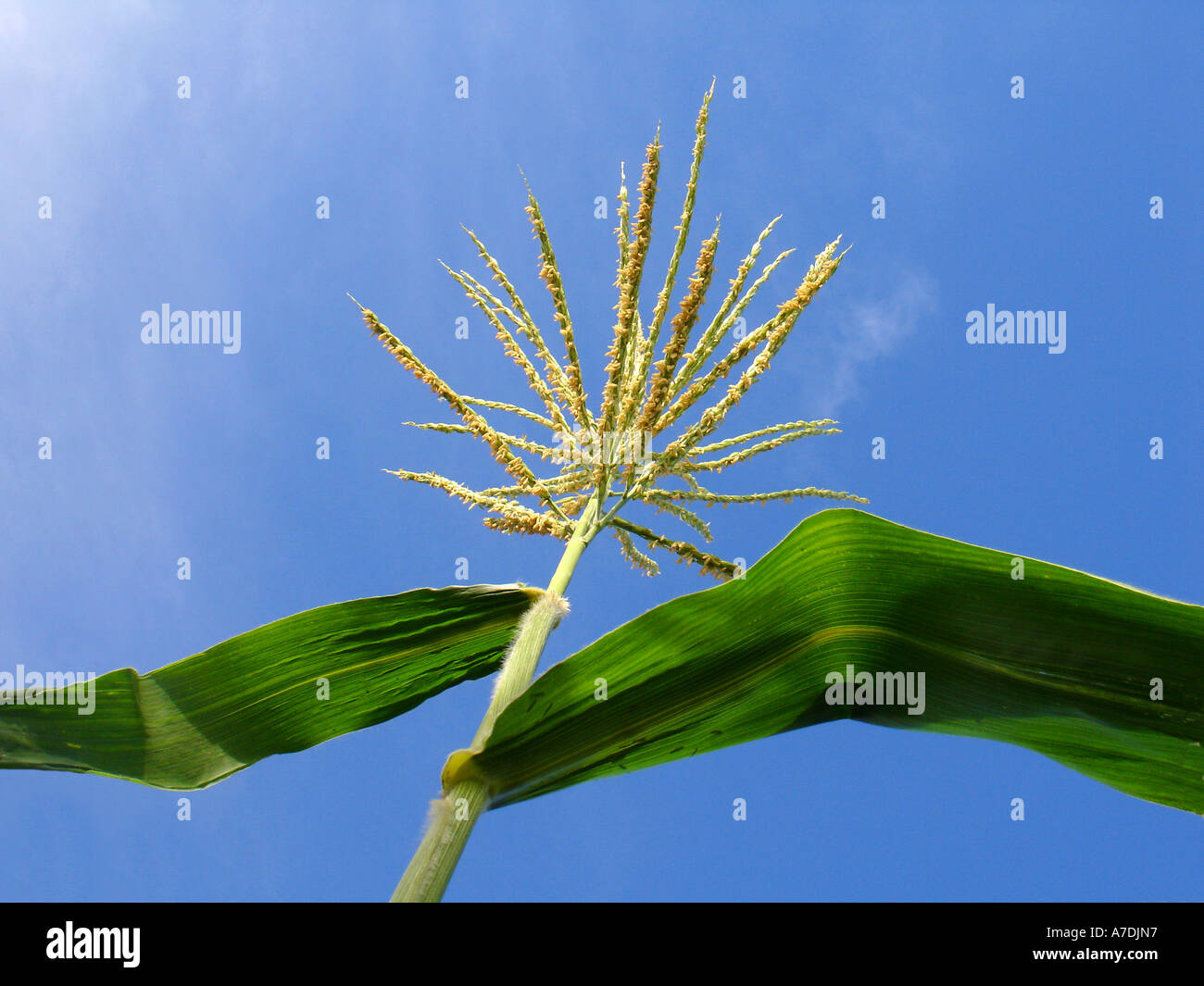 Corn (maize) plant tassel with pollen and green leaves against blue sky in a farm field in