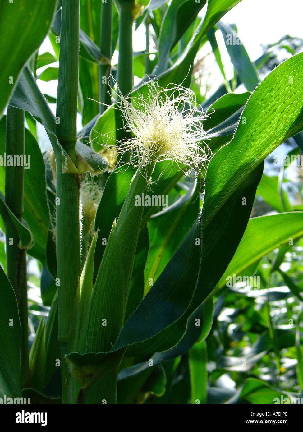 Green field of lush productive corn (maize) plants with ears and silk in Copperbelt region of Zamia, Southern Africa Stock Photo