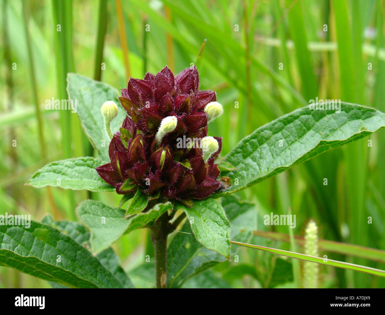 Pretty wild flower buds in green lush fields of Miombo woodlands ecoregion, Copperbelt province of Zambia, Southern Africa Stock Photo