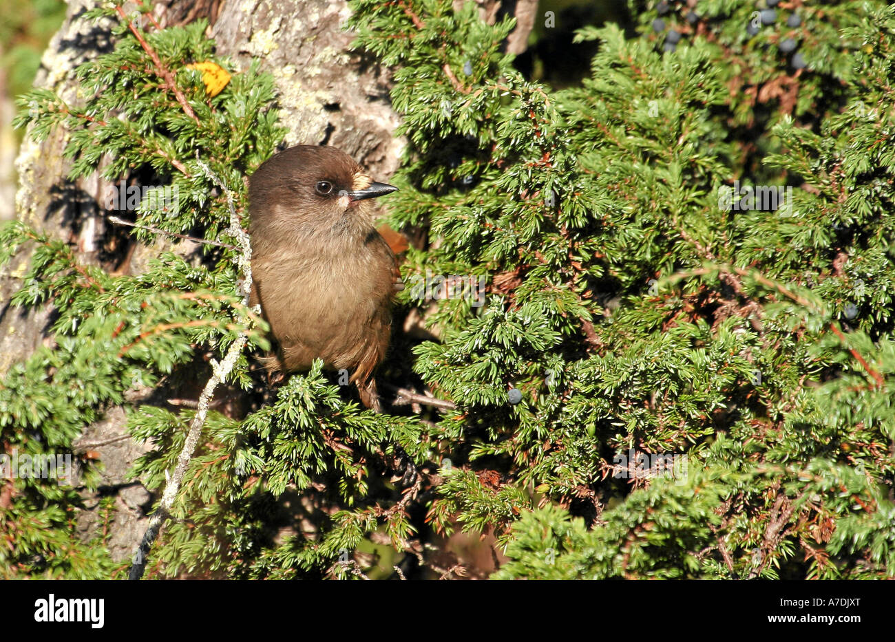 Vogel Unglückshäher Schweden Wald Unglueckshaeher Siberian Jay Perisoreus infaustus Stock Photo