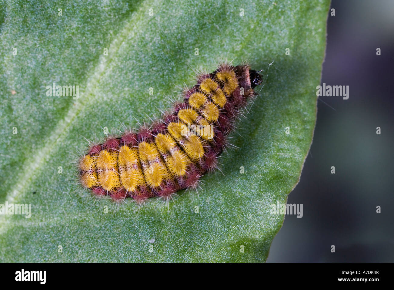 The Forrester Adscita statices larva feeding on Common sorrel (Rumex acetosa) Stock Photo