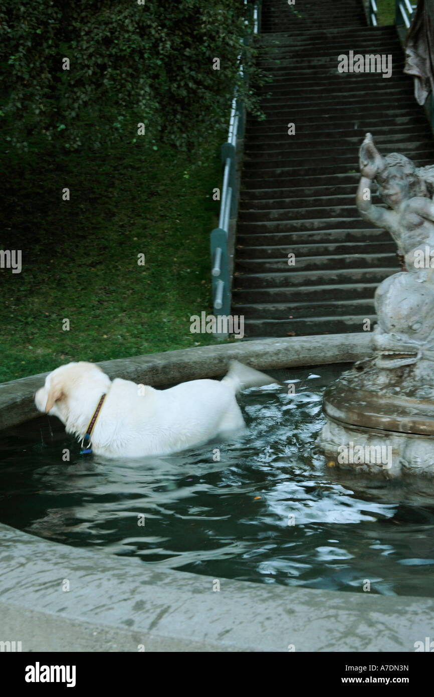 Dog in Fountain Stock Photo Alamy