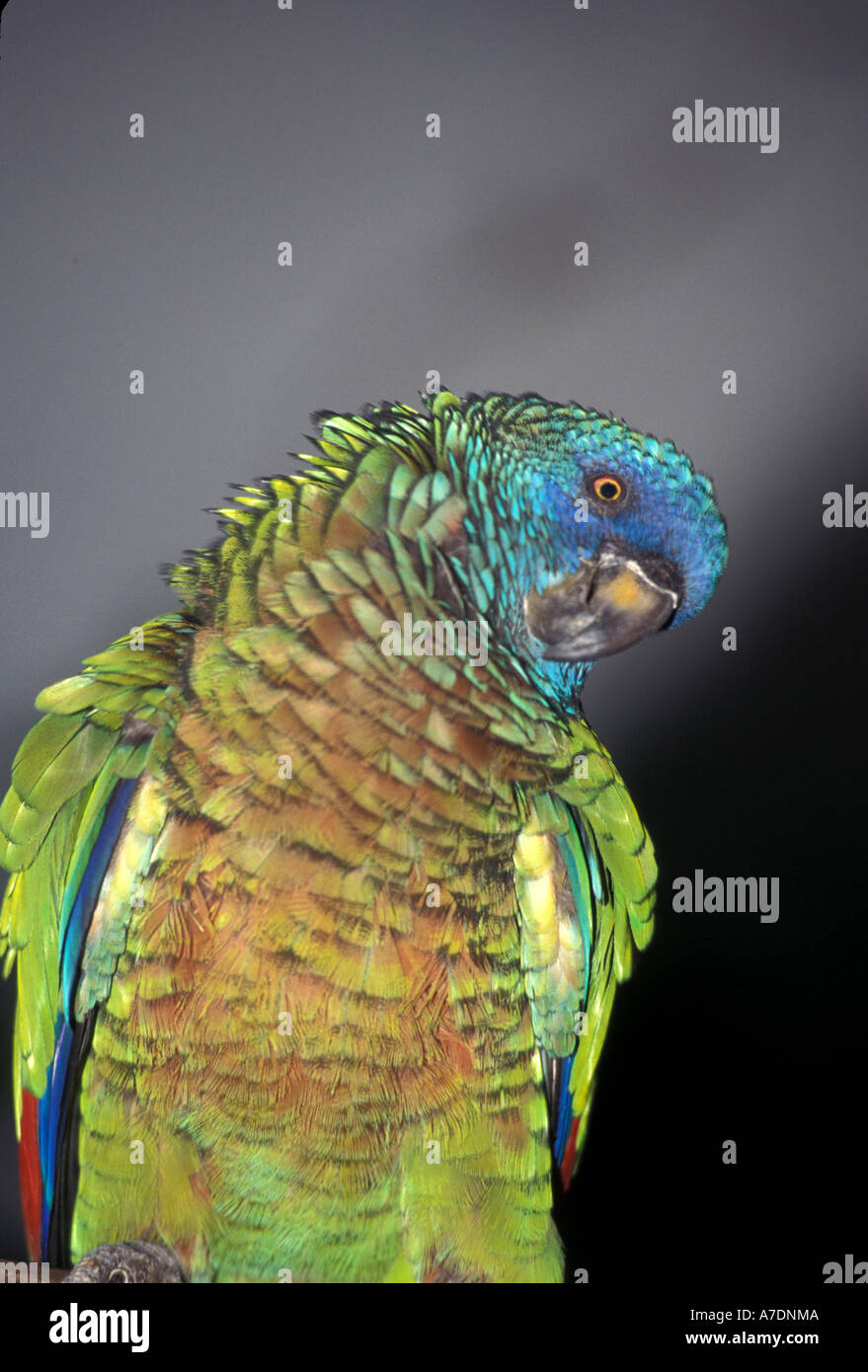 St Lucia rare parrot bird called jacquot Stock Photo - Alamy