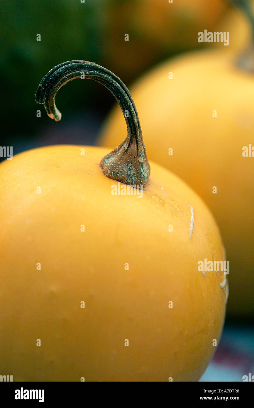 gourd butter squash butternut pumpkin vegetable orange soup balanced