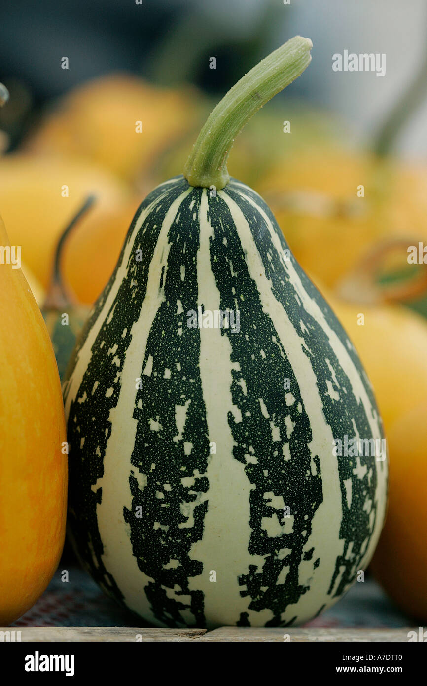 gourd butter squash butternut pumpkin vegetable orange soup balanced