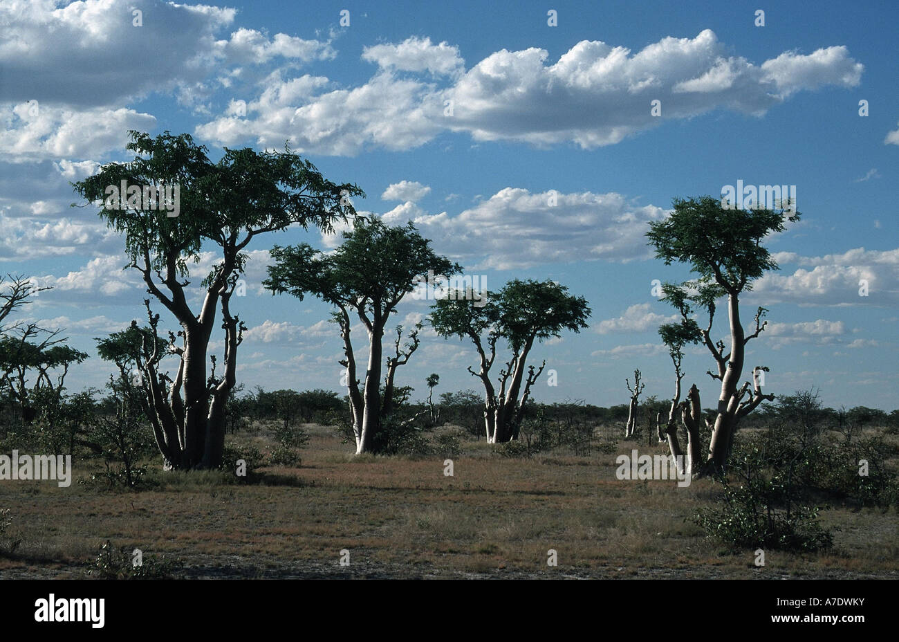 African moringo (Moringa ovalifolia), group of trees, Namibia, Etosha NP Stock Photo