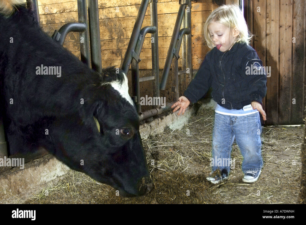 little girl in the barn with a cow Stock Photo - Alamy