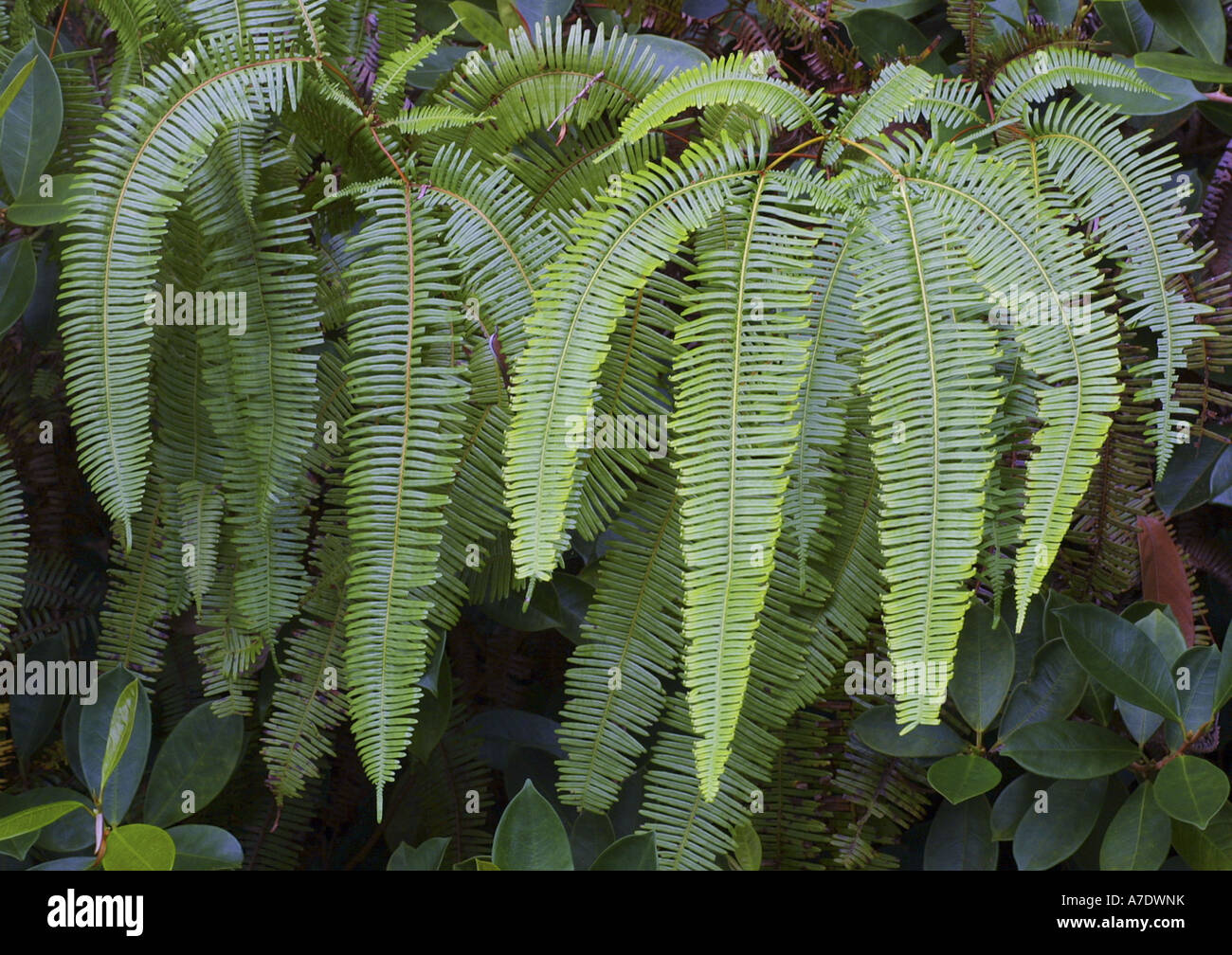 fern (Gleicheniaceae), fronds Stock Photo