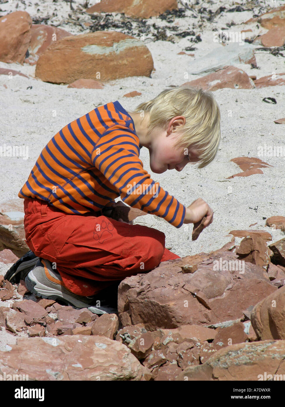 boy looking for crystal, Germany, Schleswig-Holstein, Heligoland Stock Photo