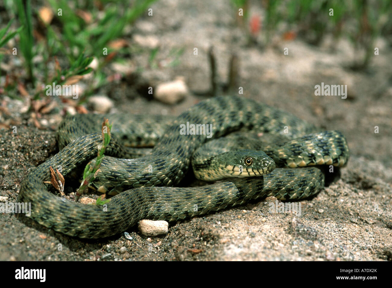 dice snake (Natrix tessellata), dice snake at Ararat, Turkey, Agiri Stock Photo