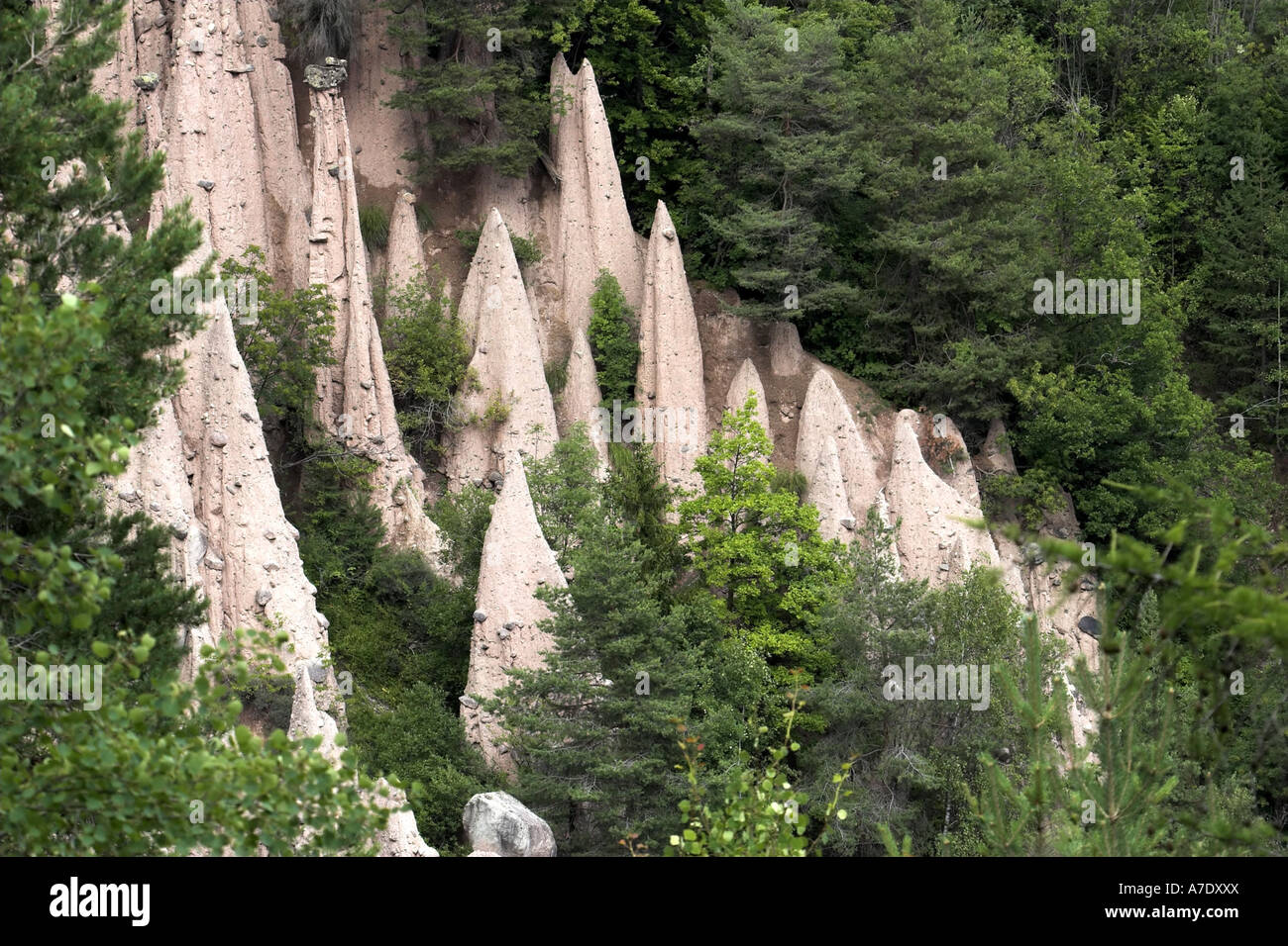 earth pillars in the forest, Italy, Suedtirol, Ritten Stock Photo Alamy