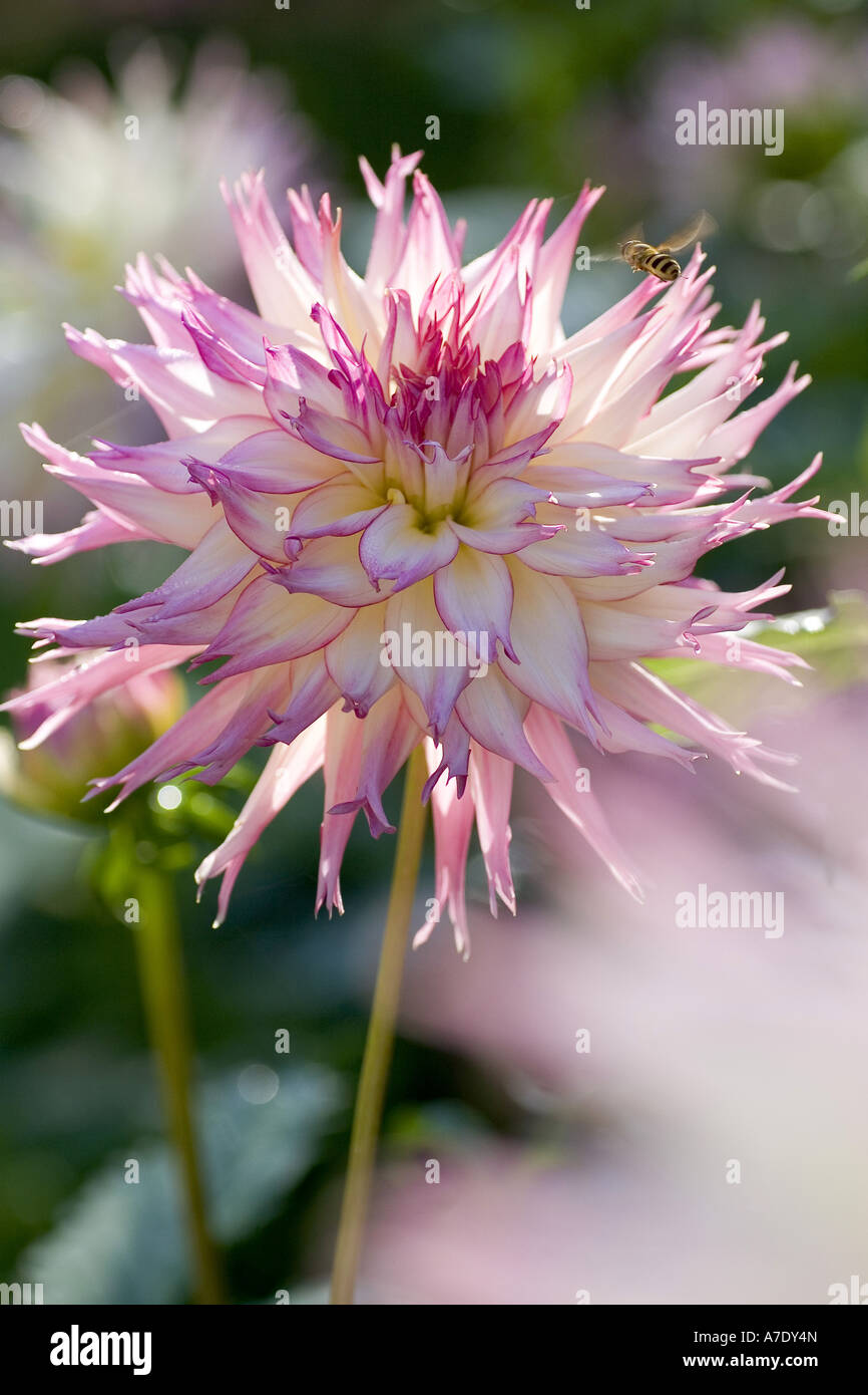 georgina (Dahlia Jennie, Dahlia 'Jennie'), dahlia Jennie, Dahliengarten in der Lichtentaler Allee Stock Photo