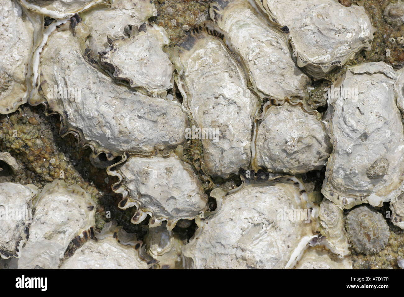 common oyster, flat oyster, European flat oyster (Ostrea edulis
