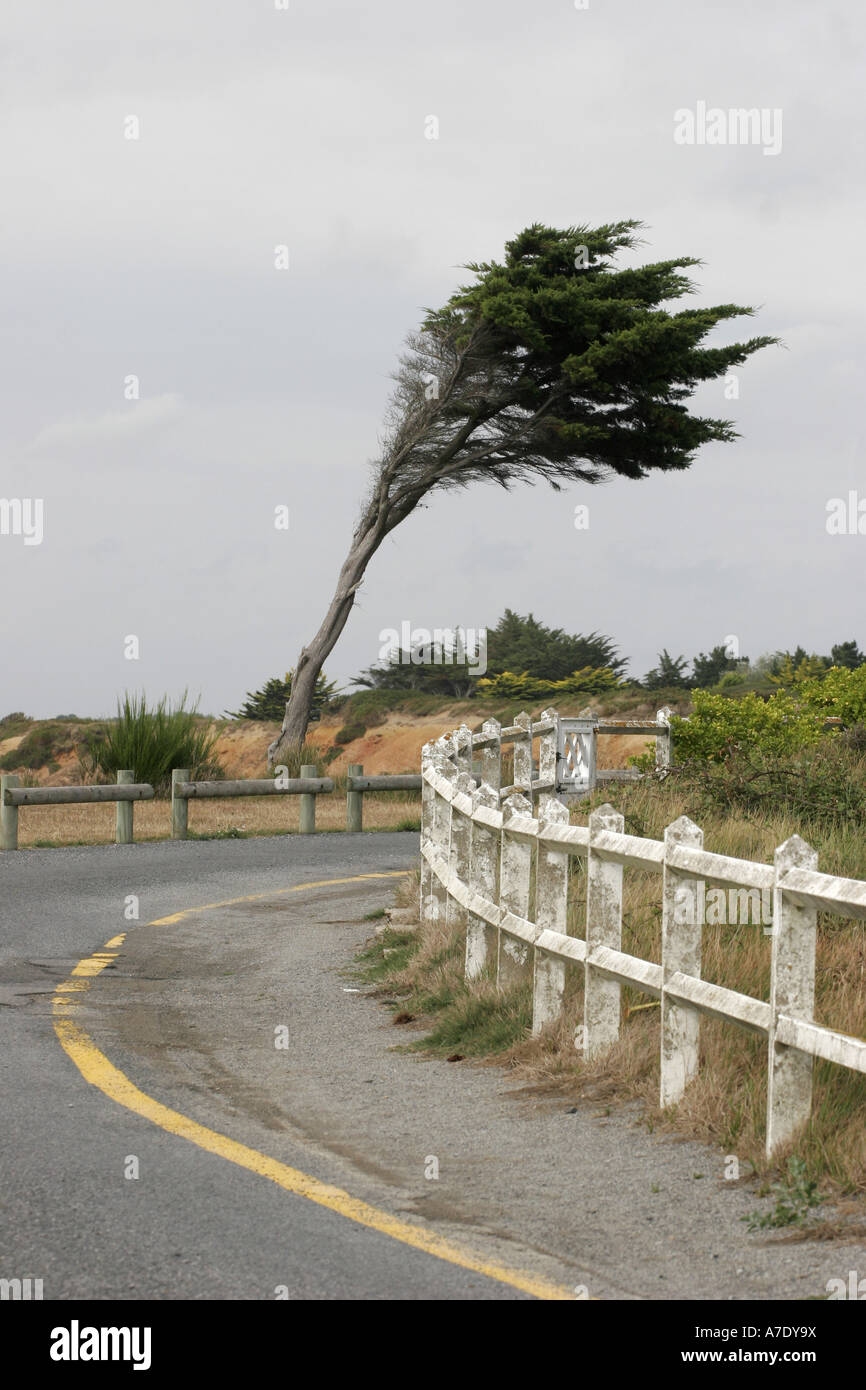 coast road with inclined tree, France, Brittany, Loire Atlantique Stock Photo