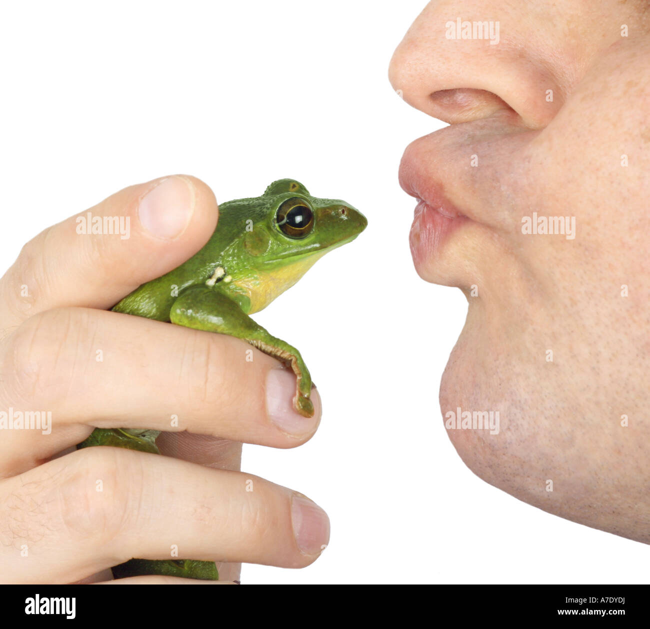 kissing a frog Stock Photo