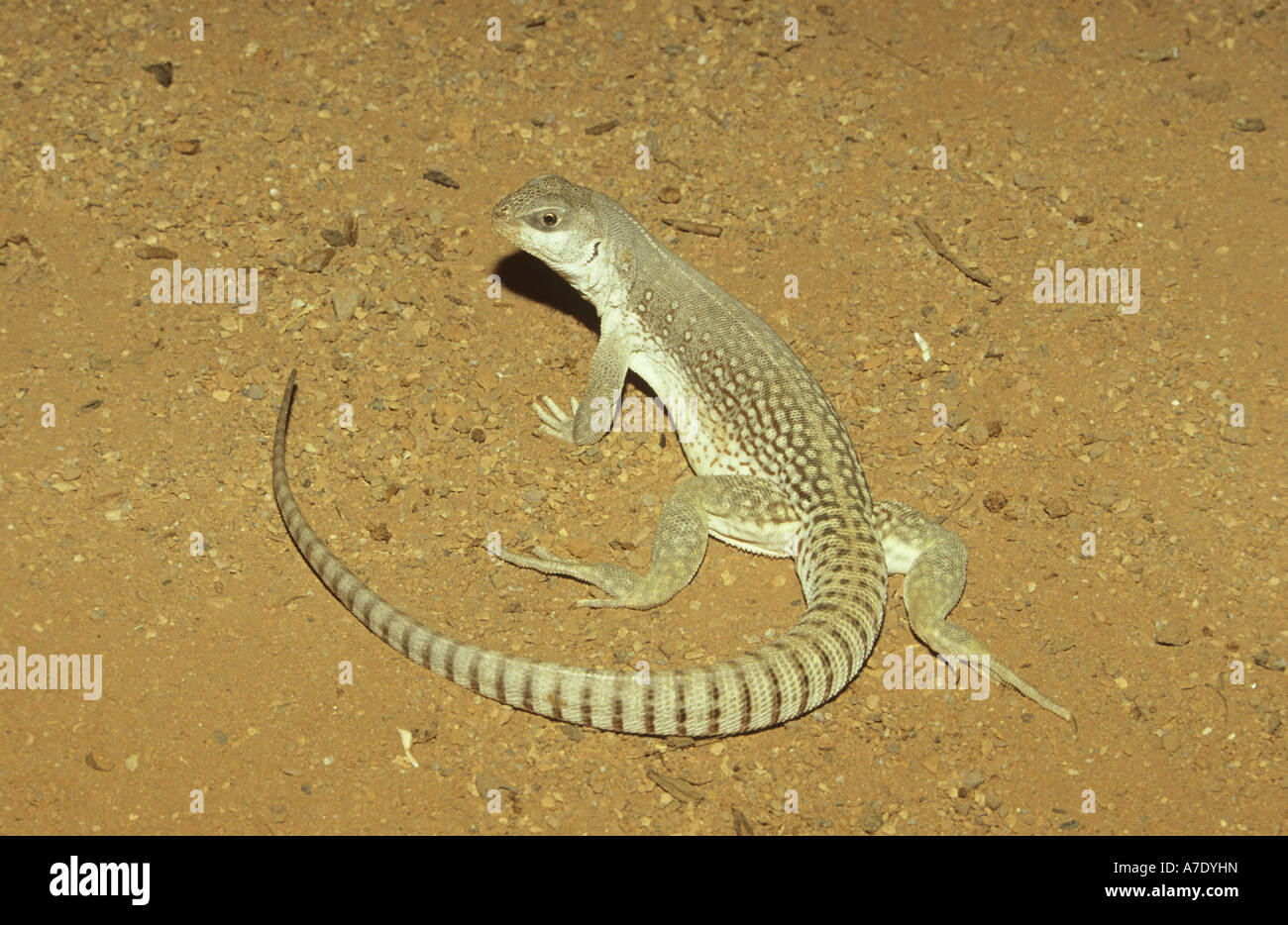 Desert iguana (Dipsosaurus dorsalis Stock Photo - Alamy