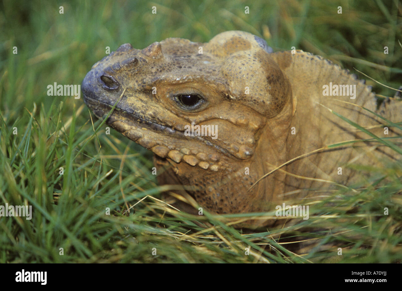 rhinoceros iguana (Cyclura cornuta), portrait, Dominican Republic Stock