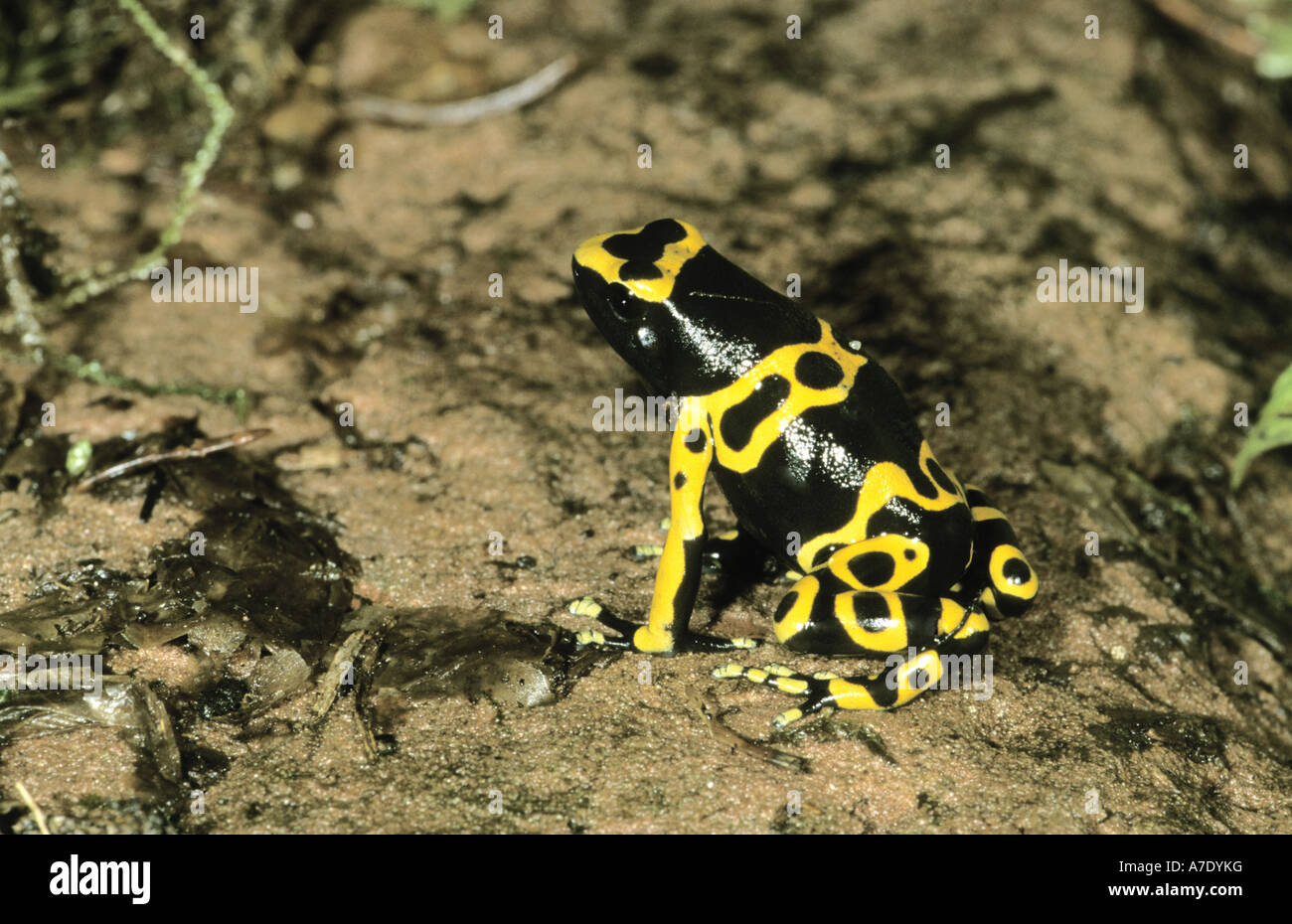 yellow-banded poison dart frog, yellow banded poison frog, bumble bee poison arrow frog (Dendrobates leucomelas) Stock Photo
