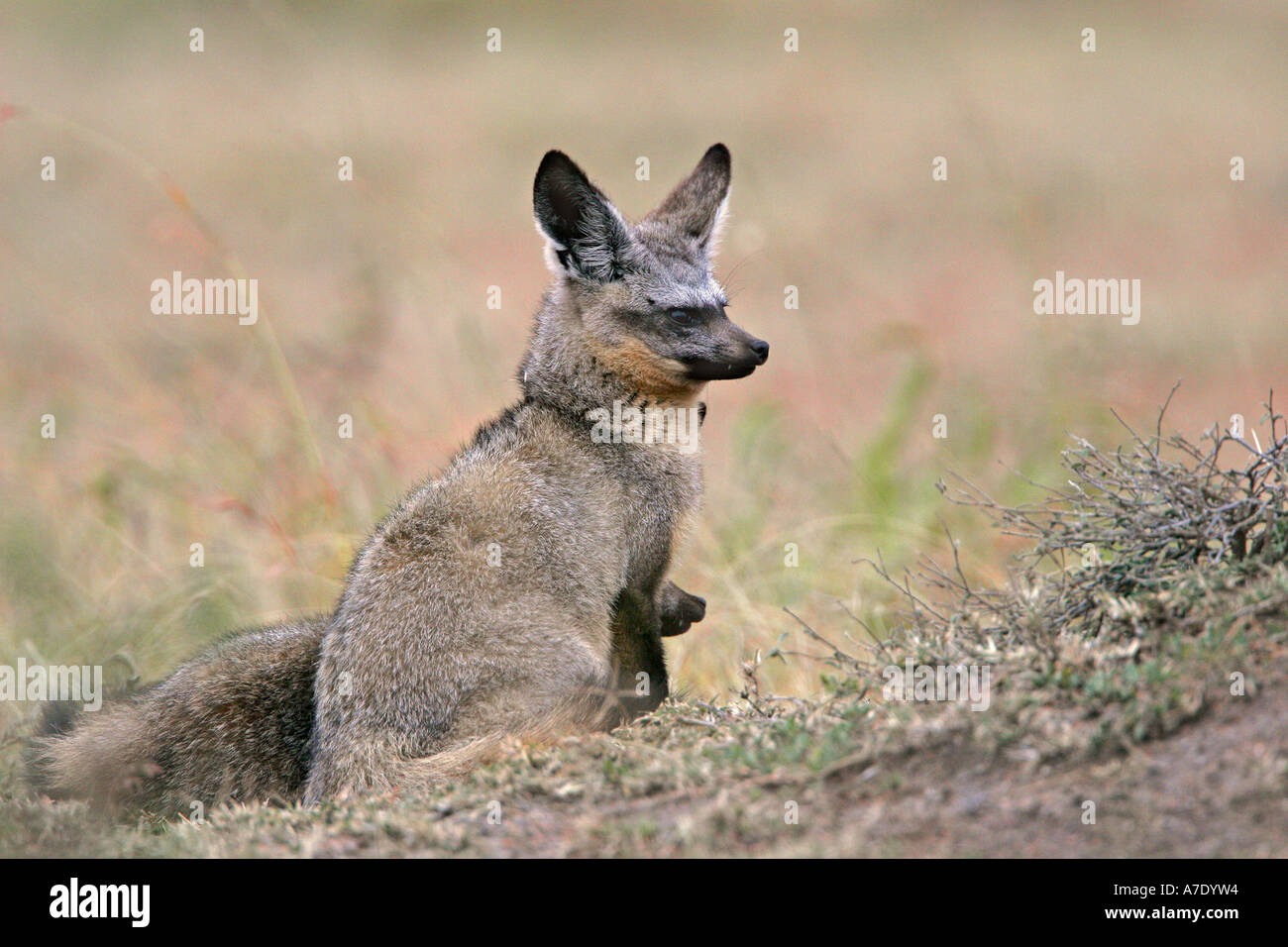Bat eared fox, Otocyon megalotis, pair at den, Masai Mara Stock Photo ...