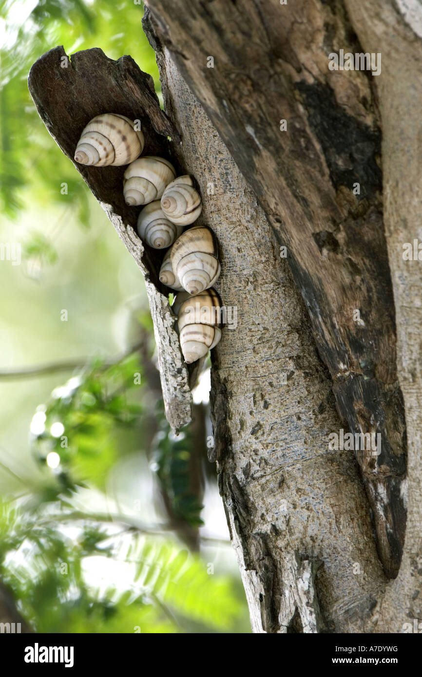 Tree Snail (Liguus), aestivation, USA, Florida, Everglades Np Stock