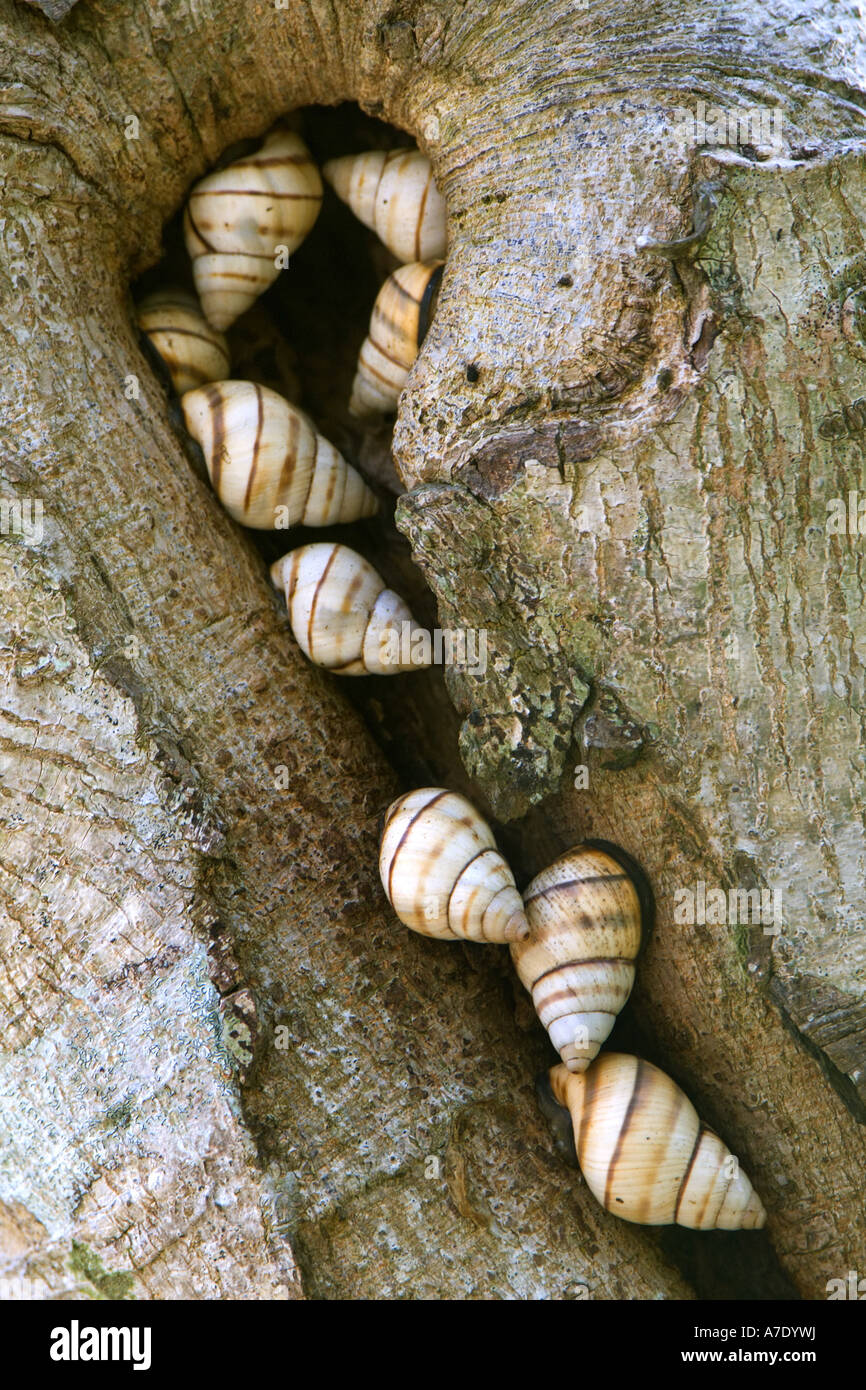 Tree Snail (Liguus), aestivation, USA, Florida, Everglades Np Stock