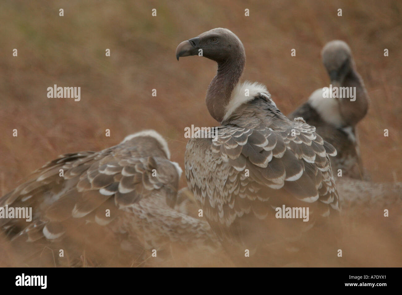 Ruppels Vulture at a kill, Gyps ruppellii, Masai Mara Stock Photo