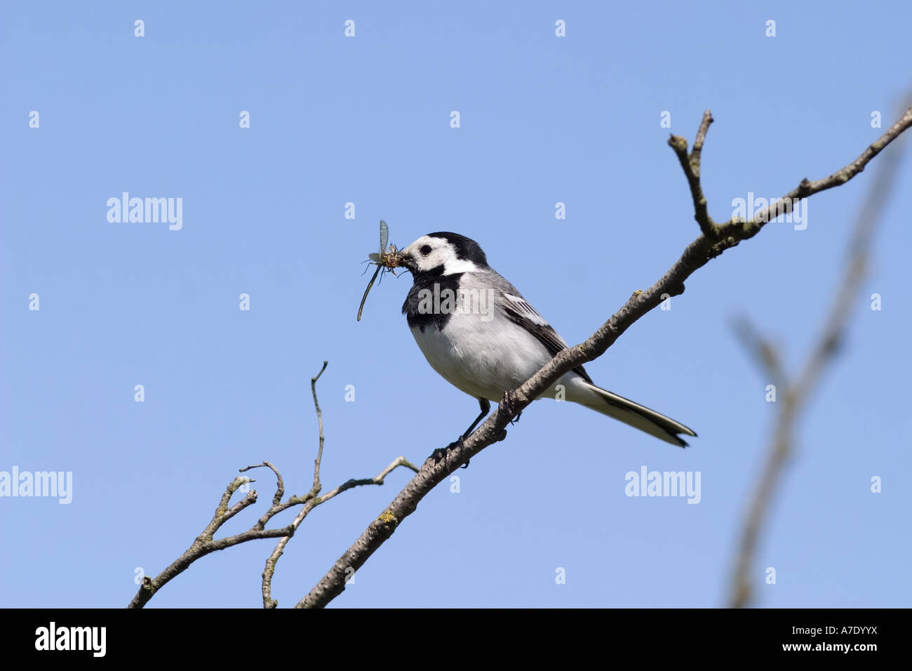 pied wagtail (Motacilla alba), with dragonfly in its bill Stock Photo