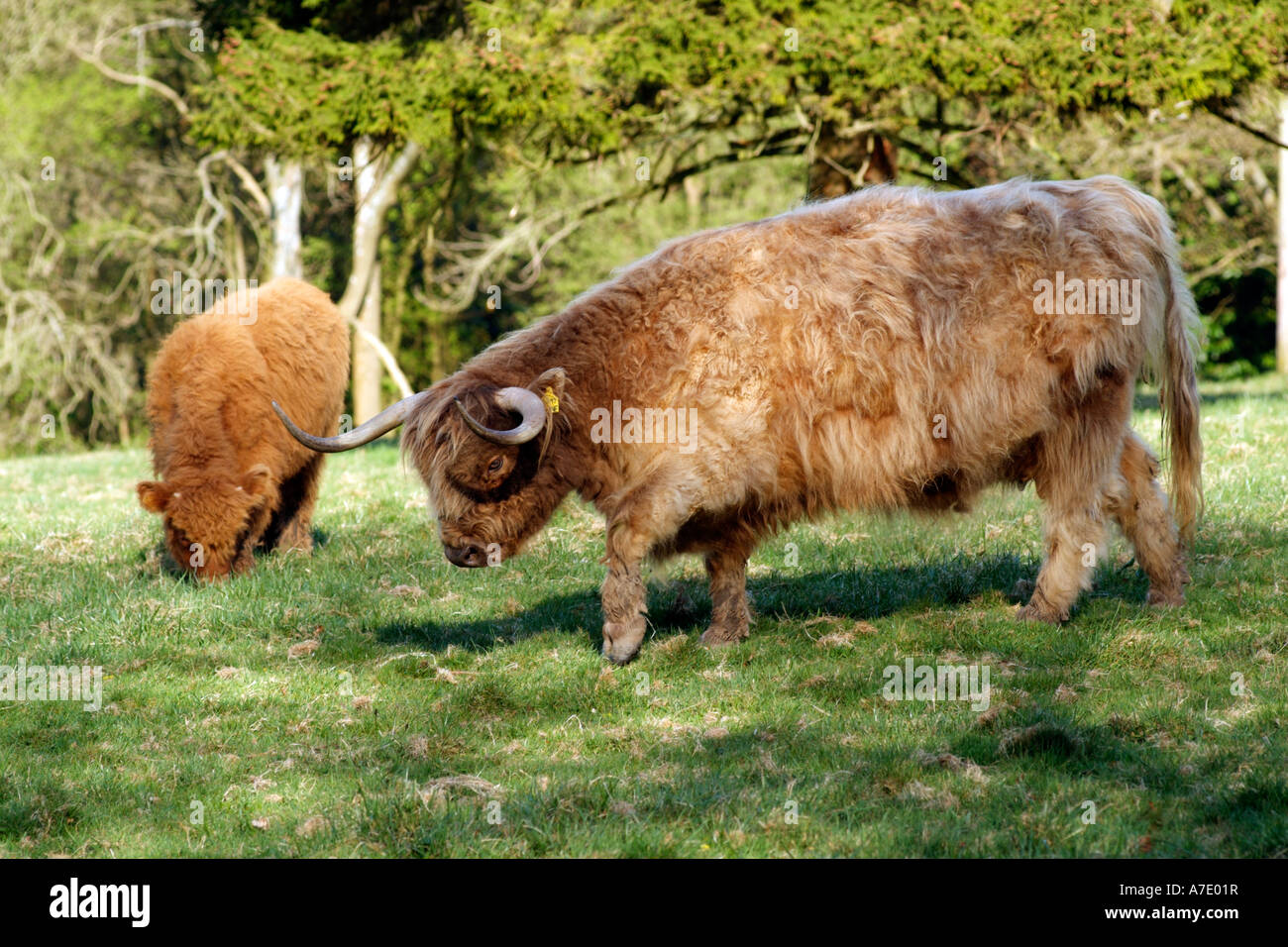Highland Cattle grazing England UK Stock Photo - Alamy