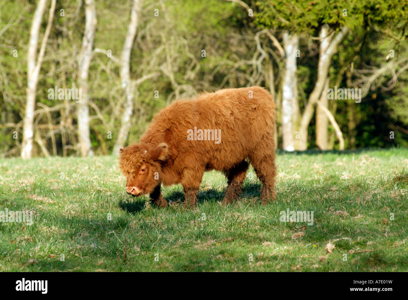 Highland Cattle grazing England UK Stock Photo - Alamy