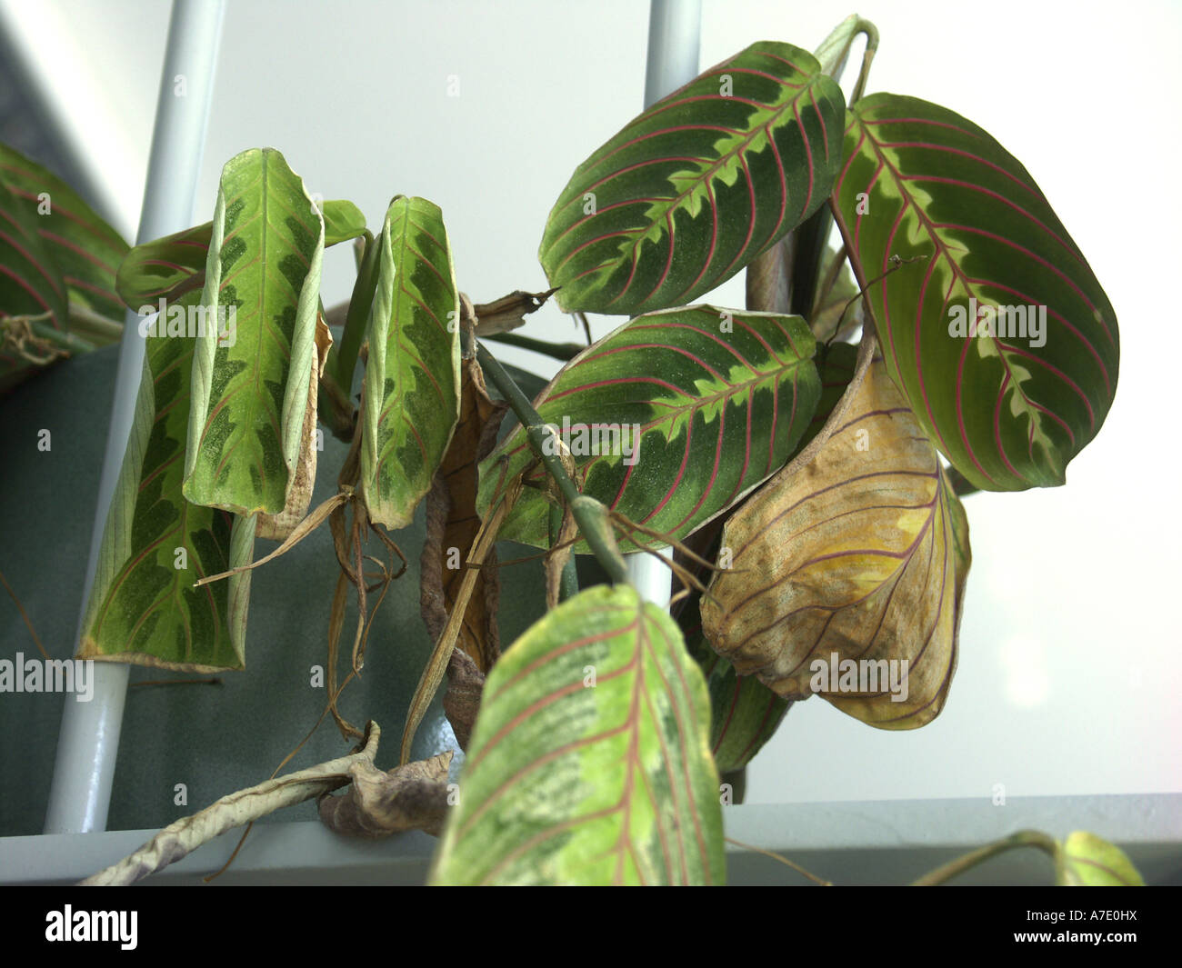 Prayer Plant, Red-veined Maranta (Maranta leuconeura 'Erythroneura'),  damage by water deficit Stock Photo - Alamy