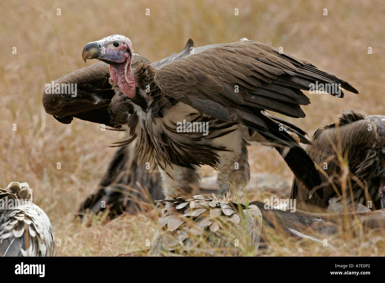 Nubian Vulture, Torgos tracheliotus, adult at kill in grasses, Masai Mara Stock Photo