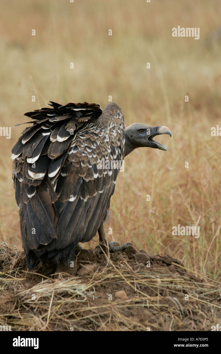 Ruppels Vulture, hissing, Gyps ruppellii, Masai Mara Stock Photo