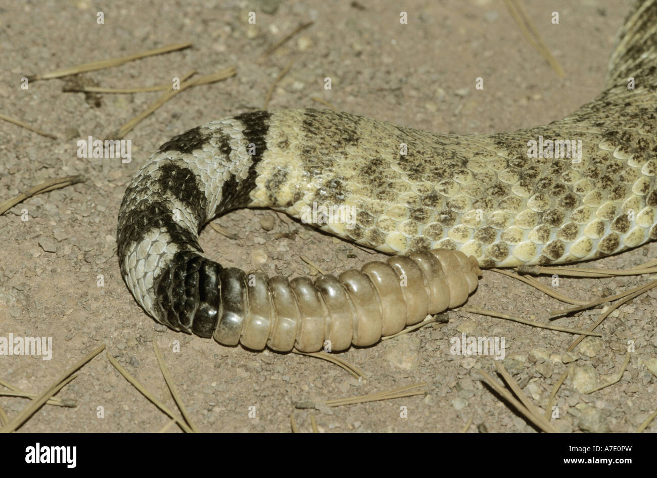 western diamondback rattlesnake (Crotalus atrox), tail end, USA Stock Photo