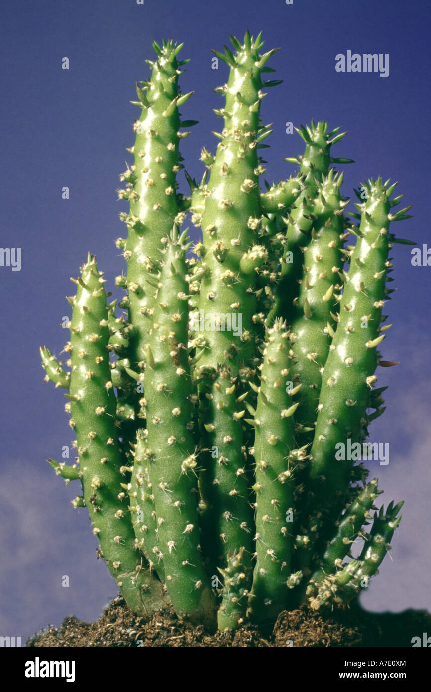 Eve's Pin Cactus, Eve's Needle, Cane Cholla (Austrocylindropuntia subulata, Opuntia subulata) Stock Photo