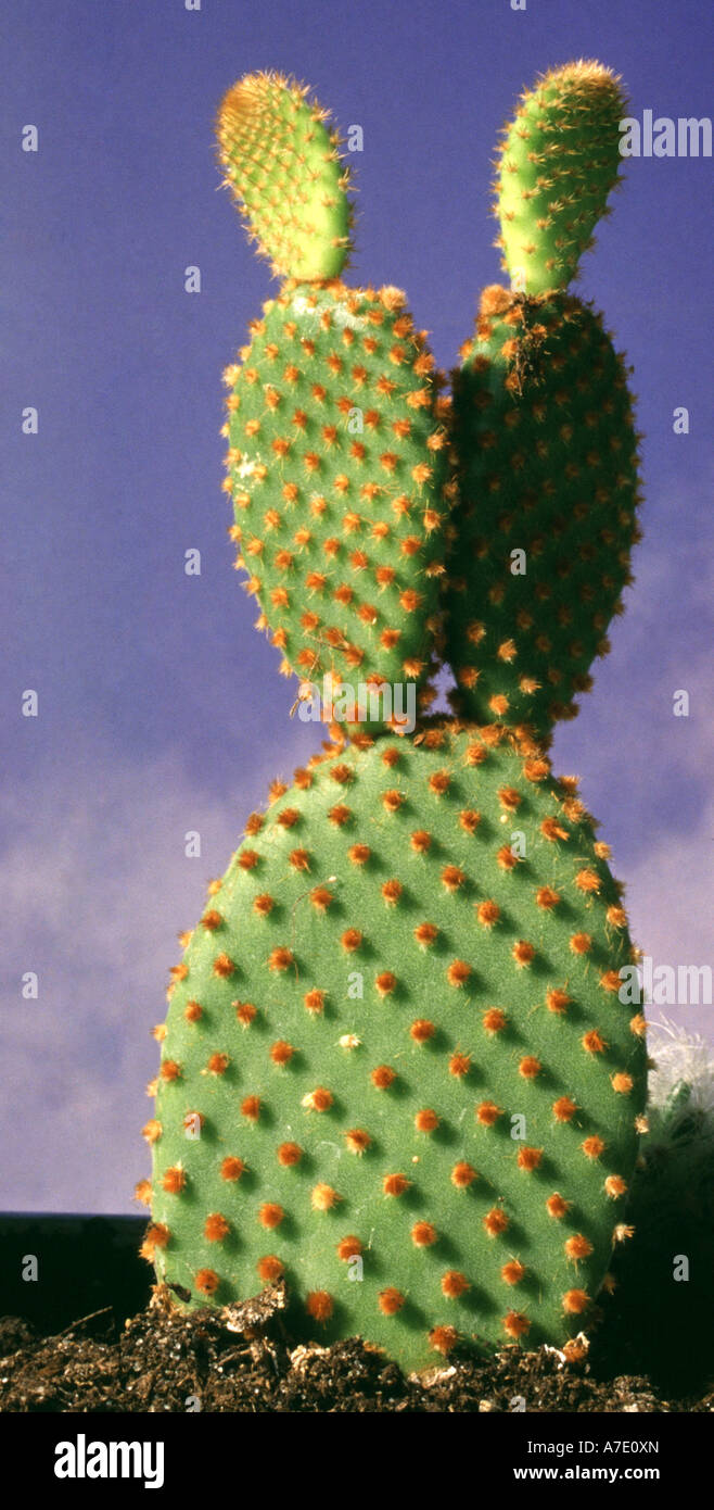 Cow blinder, Bunny Ears, Polka Dot Cactus, Blind Prickly Pear (Opuntia microdasys var. rufida, Opuntia rufida) Stock Photo