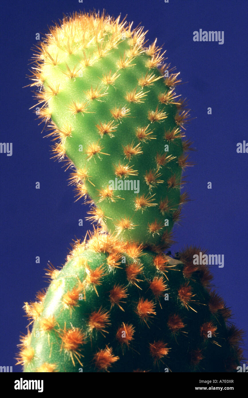 Cow blinder, Bunny Ears, Polka Dot Cactus, Blind Prickly Pear (Opuntia microdasys var. rufida, Opuntia rufida) Stock Photo