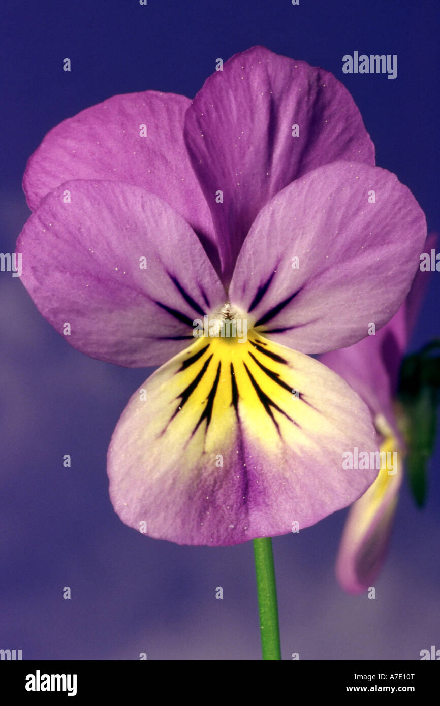 horned pansy, horned violet (Viola cornuta), flower Stock Photo