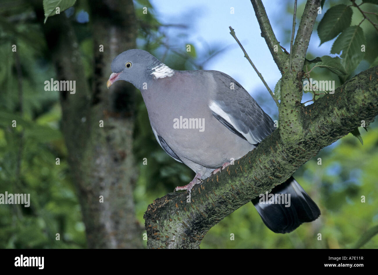 wood pigeon (Columba palumbus), on a branch Stock Photo